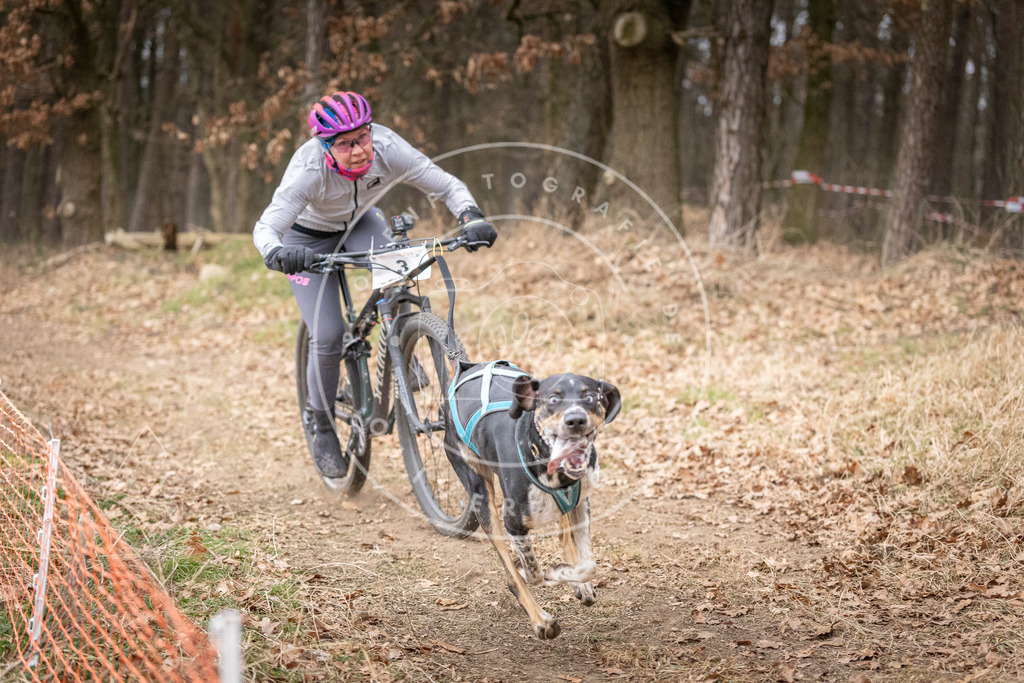 Pfotenfotografie_DV3A1305 | Hundefotografie, Tierfotograf, Pfotenfotografie, Fotoshooting Hund, Hunde Portrait, Hundesport, Hundeportraits, Heideshooting, Hunde, Sportfotograf, Hundefotograf, Turnierhundsport, THS,  - Realisiert mit Pictrs.com