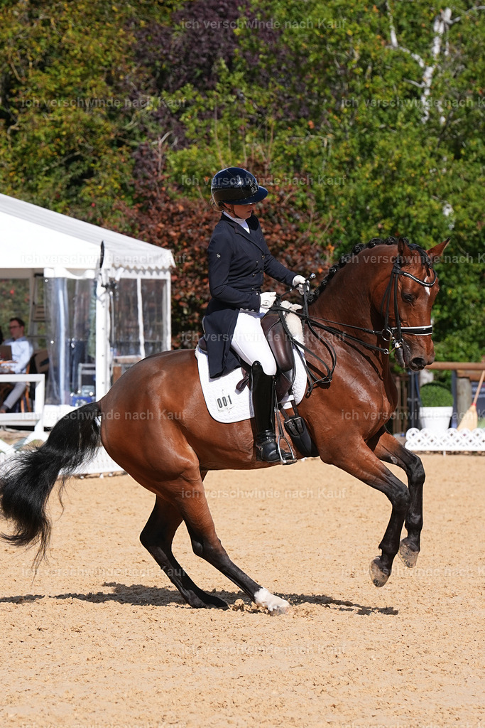 09_2-001-DRESSUR  S_  -Marixx-5954 | working equitationturnier fotograf videograf stoibphotography marixx film working equitation deutschland reitsport turnierfotografie eventfotografie equestrian events