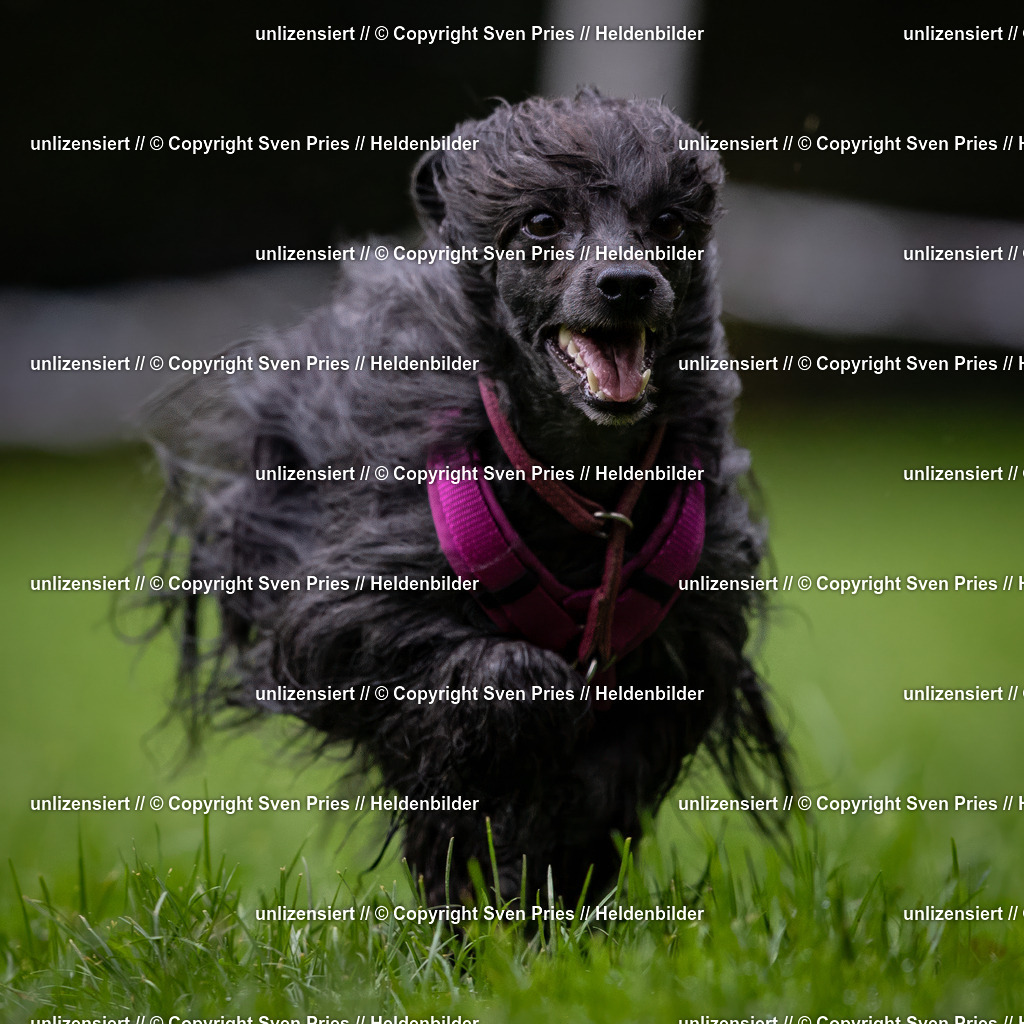 Sven Pries | 2024-10-19 - Hunderennen Ober-Grombach - Realisiert mit Pictrs.com