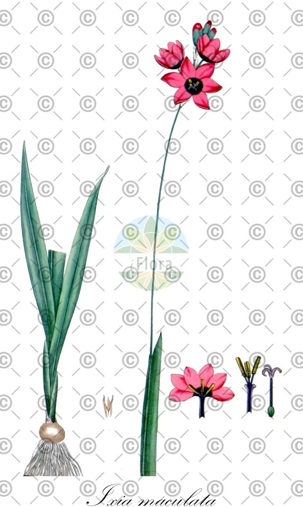 HistAbb_wfo-0001137455_2_ENZY_Simple | Historische Abbildung von Ixia maculata - Iridaceae | Historical Illustration of Ixia maculata - Iridaceae