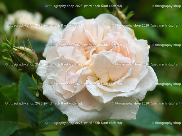 titusgraphy_P6080476-vz-ln | OLYMPUS DIGITAL CAMERA - Realisiert mit Pictrs.com
