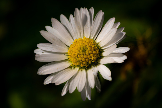 Blüte von einem weißen Gänseblümchen | Detaillierte Aufnahme von einem weißen Gänseblümchen - Realisiert mit Pictrs.com