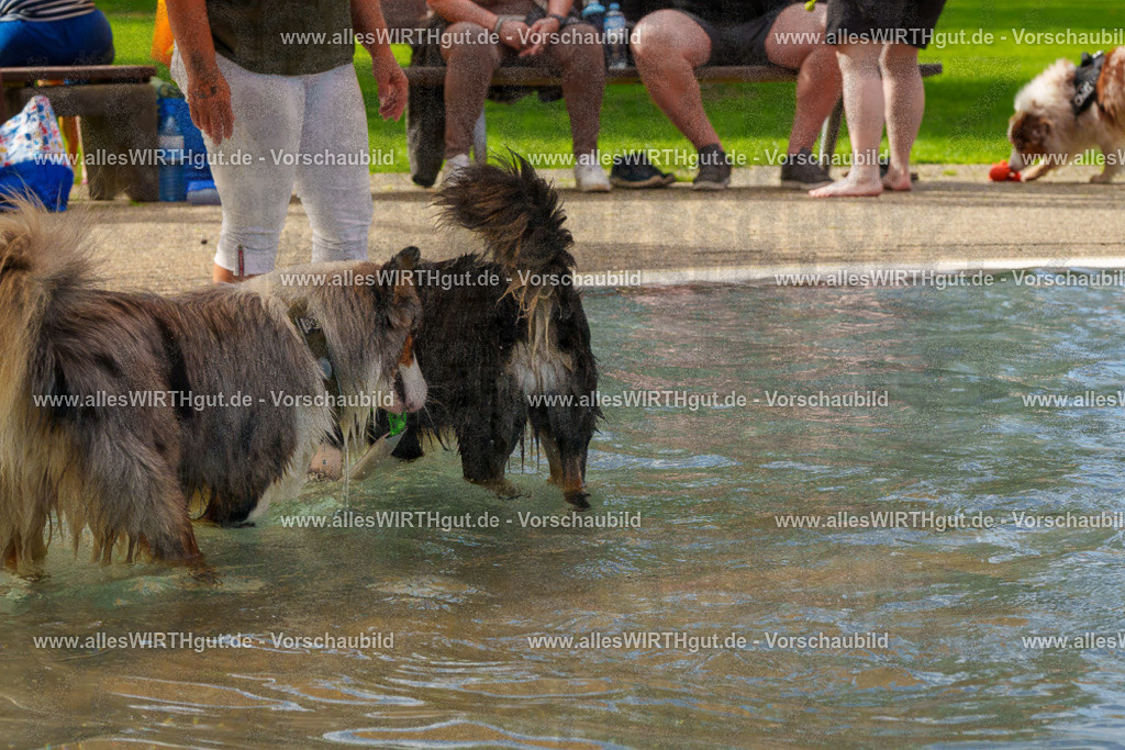 Hundeschwimmen_Grefrath_2026-allesWIRTHgut_Tierfotografie-13_32-FAY00655 | Professionelle Tierfotografie in Mönchengladbach von Daniel Wirth (allesWIRTHgut). Liebevolle & natürliche Bilder von Hunden & Katzen für unvergessliche Erinnerungen.