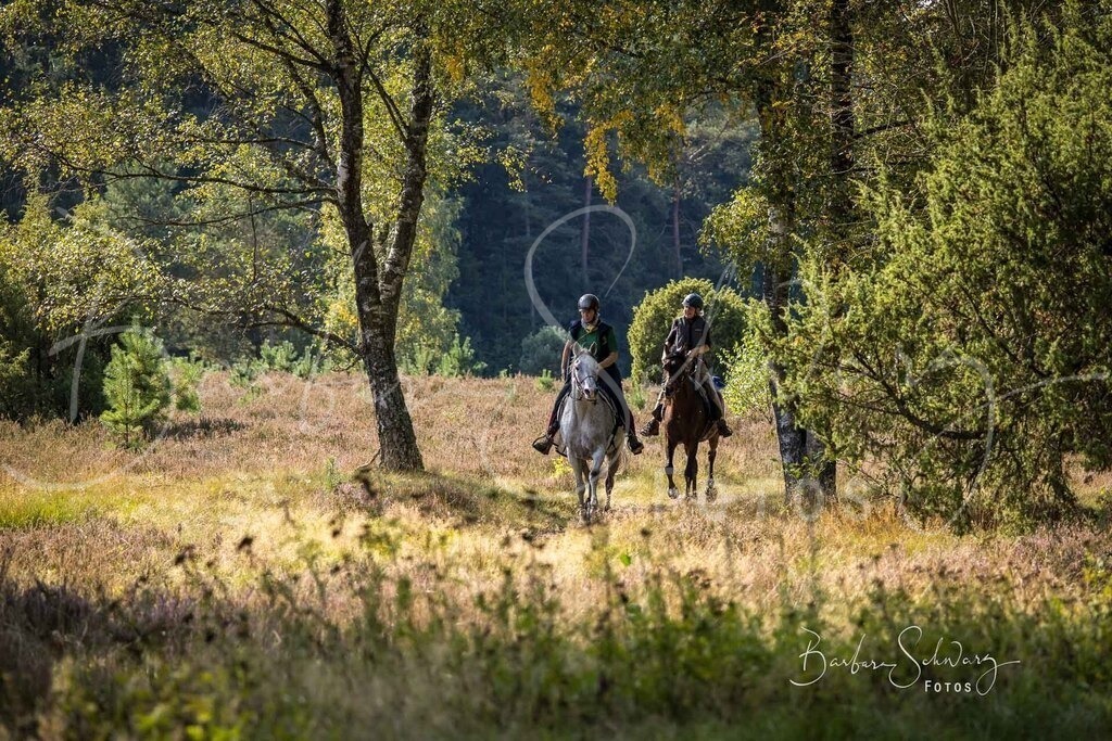 DdLH-WehlenerHeide_2025-09-20_148 | Fotografie, Veranstaltungs-Fotografie, Pferde-Fotografie, Landschafts-Fotografie, Reise-Fotografie - Realisiert mit Pictrs.com