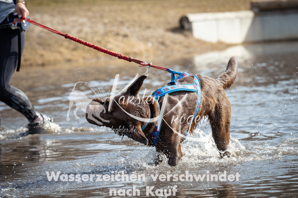 1126_ZZ94398 | kk-dogfotos