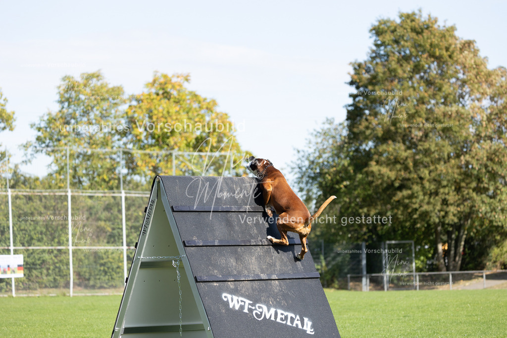 _16A6955 | Einzigartige Fotos von Hunden & Menschen –Actionfotos, Portraits, Vereinsaufnahmen & Paarshootings – authentisch, lebendig & mit Herz.