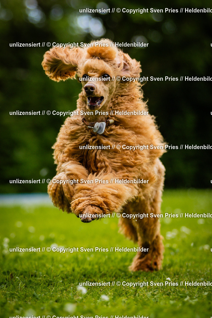 Sven Pries | 2025-05-29 - Pudelrennen KA-Durlach - Realisiert mit Pictrs.com