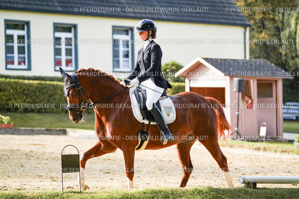 DSC04567 | Pferdegrafie