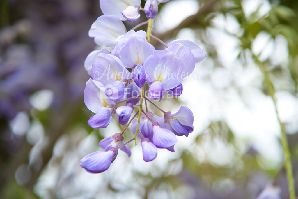 DSCF1241 | Der Onlineshop für malerische Fotografien aus dem Landkreis Vechta✅ Premium Druck auf Leinwand✅ Acryl✅ oder Alu-Dibond✅➤Jetzt Bestellen! - Realisiert mit Pictrs.com