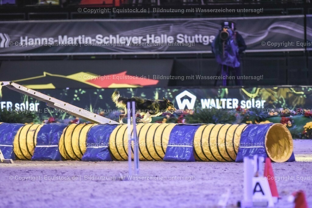 20231115_Dog-Agility_0140_TOMsPiC | Foto: Thomas Hartig