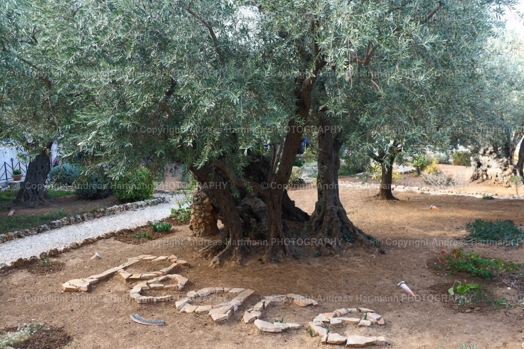 Olivenbäume im Garten Gethsemane | Olivenbäume im Garten Gethsemane - Realisiert mit Pictrs.com