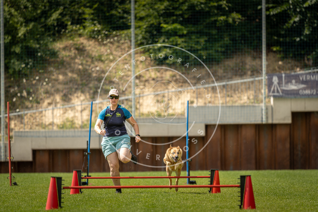 Pfotenfotografie_DV3A3955 | Hundefotografie, Tierfotograf, Pfotenfotografie, Fotoshooting Hund, Hunde Portrait, Hundesport, Hundeportraits, Heideshooting, Hunde, Sportfotograf, Hundefotograf, Turnierhundsport, THS,  - Realisiert mit Pictrs.com