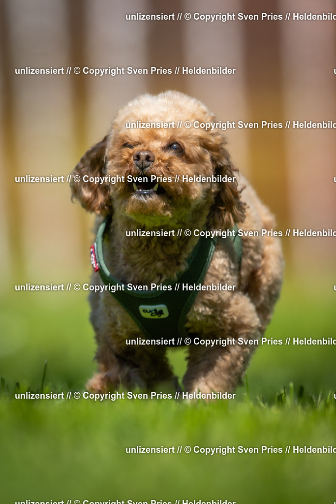 Hunderennen_April_2026_92 | 2026-04-26 - Hunderennen Baden-Oos April 2026 - Realisiert mit Pictrs.com