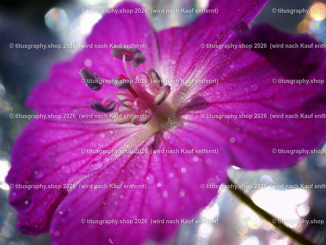 P5146332_pe | Fotokunstarbeit aus der INSTAGRAM-Gallerie auf titusgraphy.eu - Realisiert mit Pictrs.com