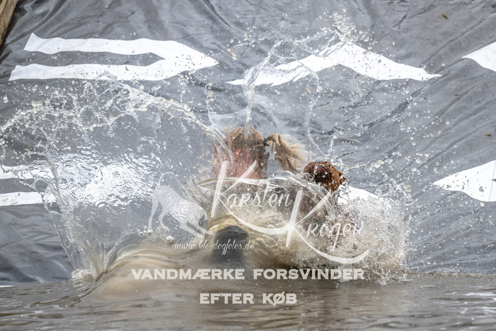 1334_ZZ92321 | kk-dogfotos