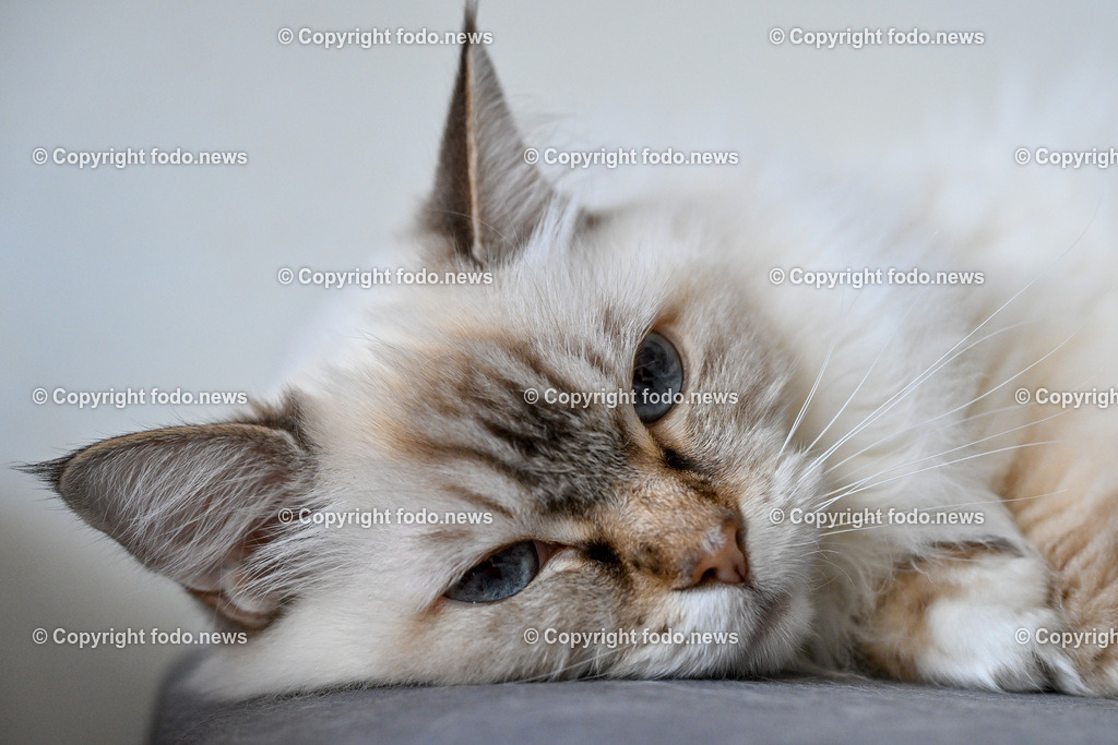 Katze_ Ragdoll_ Emillie_ 13.09.2024-6 | 13.09.2024, Linz, AUT, Haustier, Katzen, im Bild Haustier, Katze, Katzen, Kater, Stubentiger, Rasse, Ragdoll, Zucht, Emillie