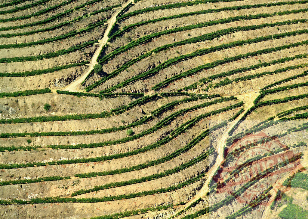 Terraced vineyard fields creating abstract agricultural pattern | Terraced vineyards stretching across a hillside, creating a patterned landscape from an aerial perspective - Realisiert mit Pictrs.com