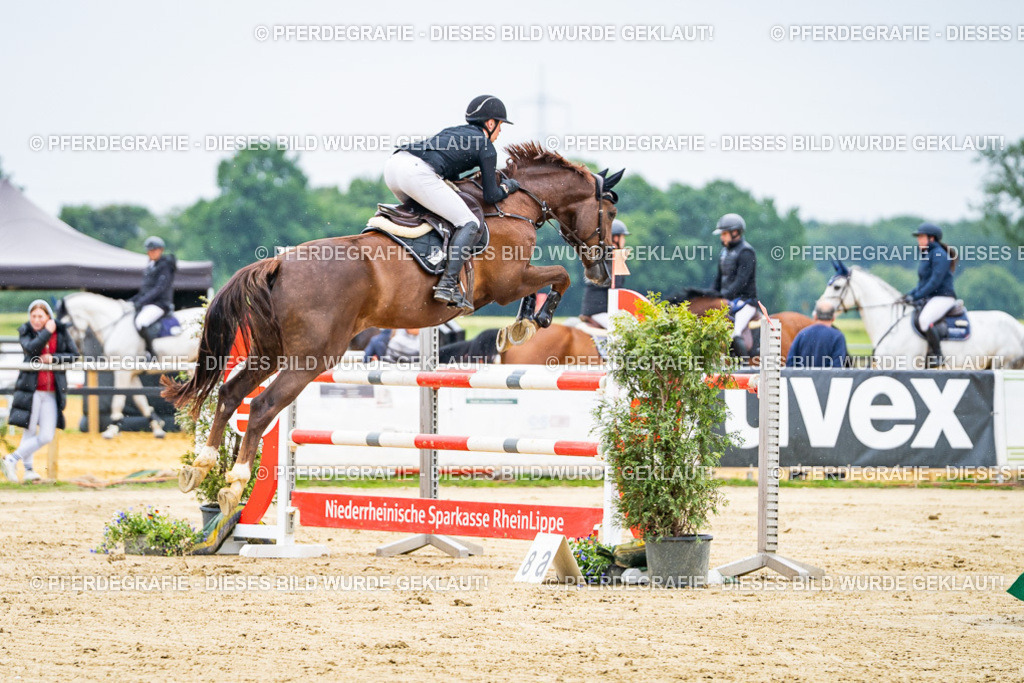 DSC07000 | Pferdegrafie