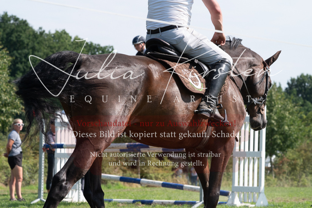 DSC_0792 | Pferde- und Turnierfotografie in Westsachsen. Pferdeportraits, Auftragszeichnungen und intuitive Kunst.