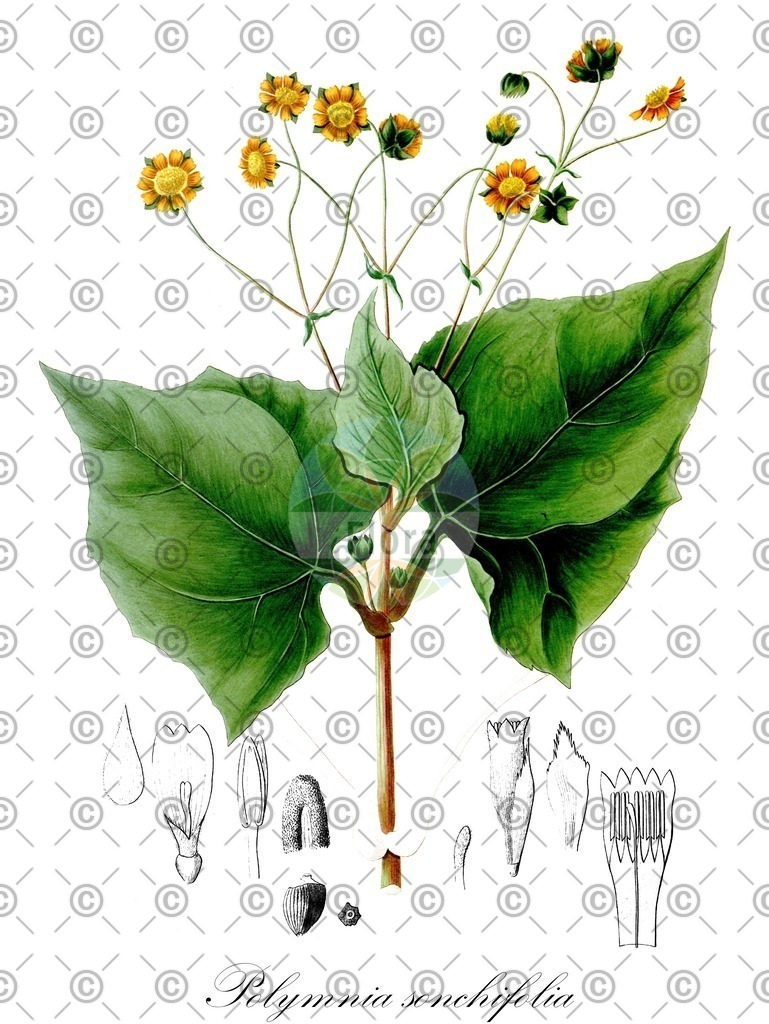 HistAbb_63N8P_2_ENZY_Simple | Historische Abbildung von Polymnia sonchifolia - Asteraceae | Historical Illustration of Polymnia sonchifolia - Asteraceae
