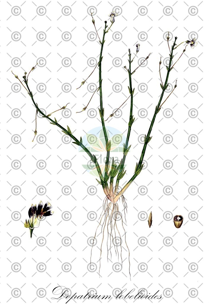 HistAbb_wfo-0000654204_2_ENZY_Simple | Historische Abbildung von Dopatrium lobelioides - Plantaginaceae | Historical Illustration of Dopatrium lobelioides - Plantaginaceae