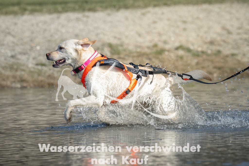 1400_ZZ99409 | kk-dogfotos