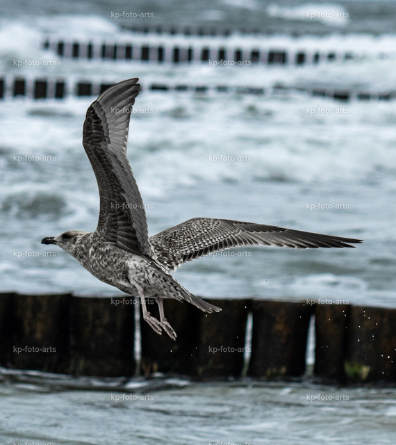 Möwe | kp-photogasse.de - Realisiert mit Pictrs.com