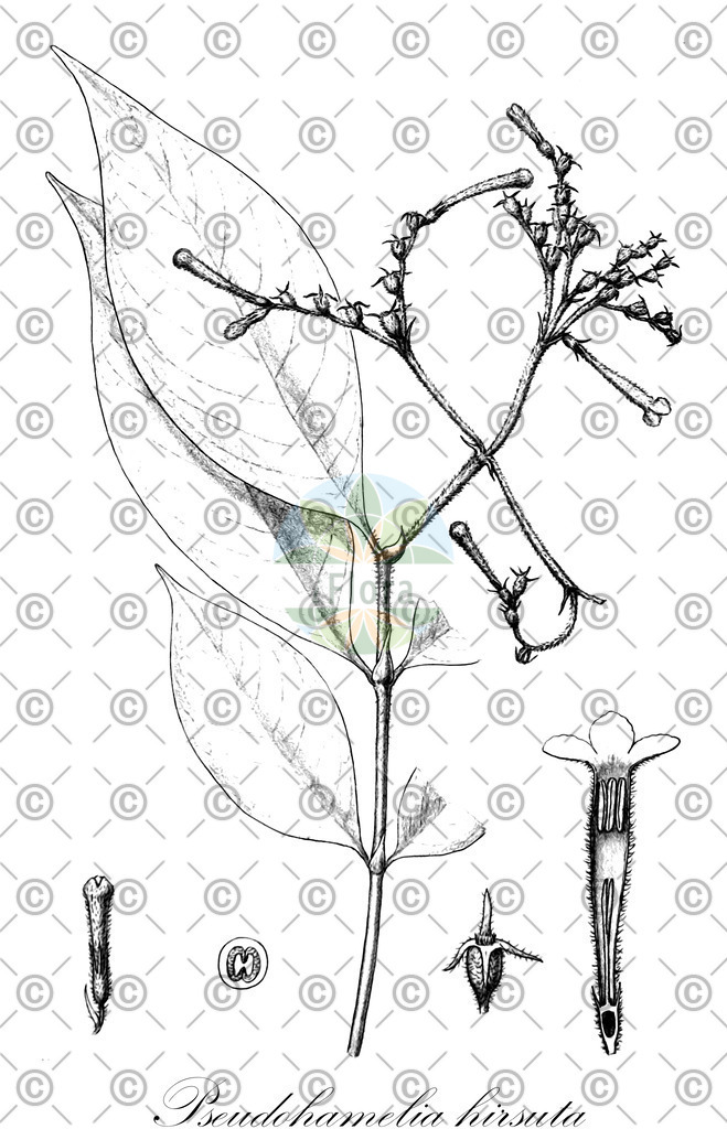 HistAbb_wfo-0000284003_1_ENZY_Simple | Historische Abbildung von Pseudohamelia hirsuta - Rubiaceae | Historical Illustration of Pseudohamelia hirsuta - Rubiaceae