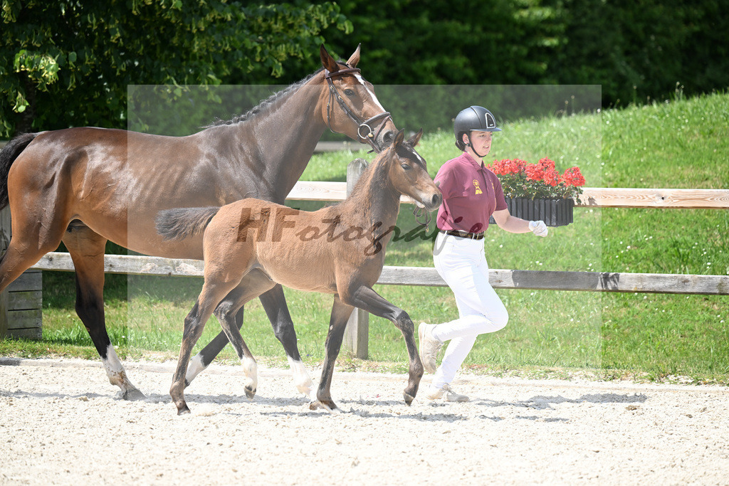 Kat-Nr. 13 Conthargos x Emerald v h Ruytershof_SF_Scheuerer_15250386 | hf-fotografie - Realizzato con Pictrs.com