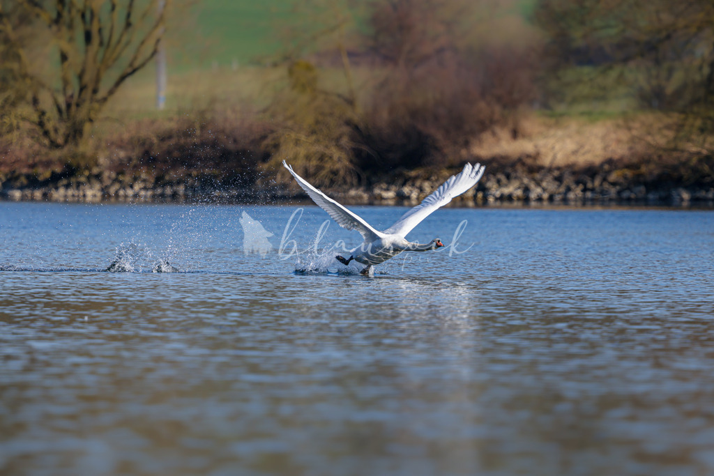  waterslide-0747 | Frühlingserwachen