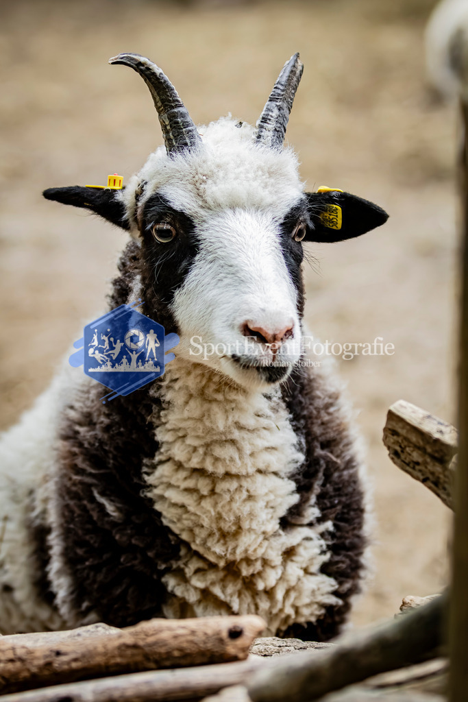 IMG_3107 | SportEventFotografie - Roman Stoiber