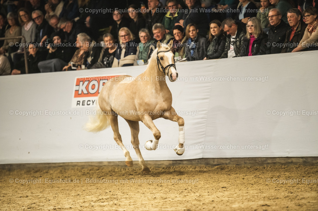 20240302_Hengstvorstellung_Marbach_TOMsPiC_0861-2 | equistock