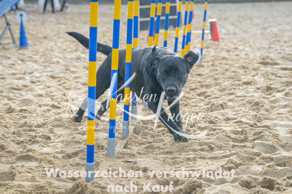 0905_ZZ91840-Bearbeitet | kk-dogfotos