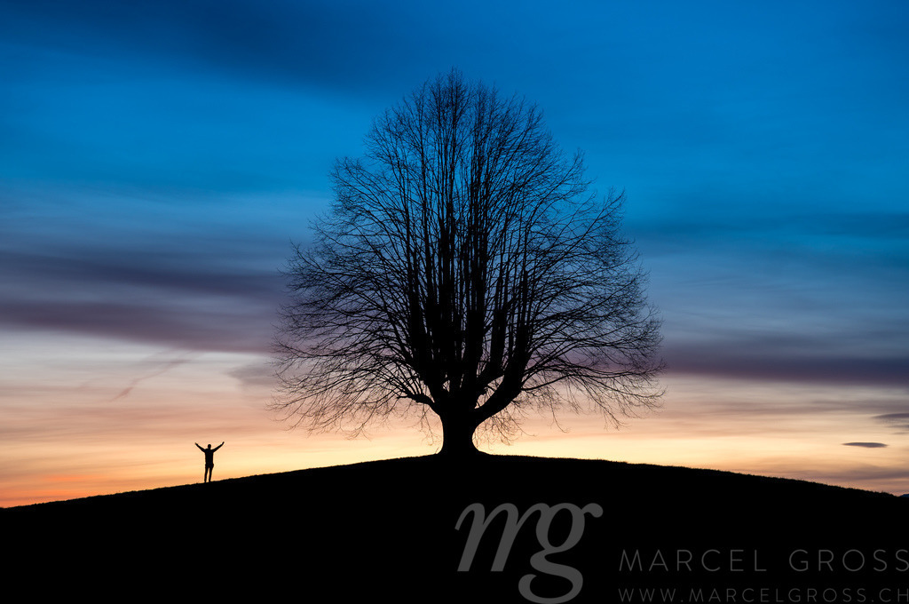 silhouette of an oldgrown tree at sunrise in Gürbetal | Die ideale Geschenkidee für Naturliebhaber. Naturbilder von Marcel Gross Photography für ihr Zuhause in den verschiedensten Formaten und Materialien. - Realisiert mit Pictrs.com