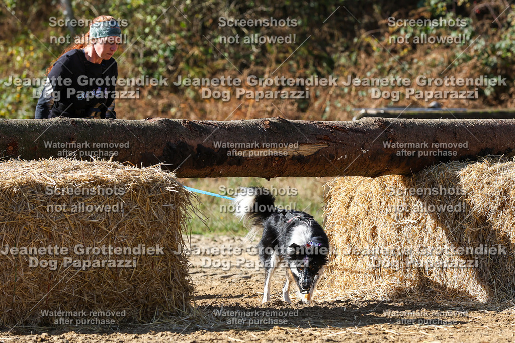 Dog Paparazzi - Strongdog 10-25-4753 | Dog Paparazzi Jeanette Grottendiek Fotografie & Videografie - Realisiert mit Pictrs.com