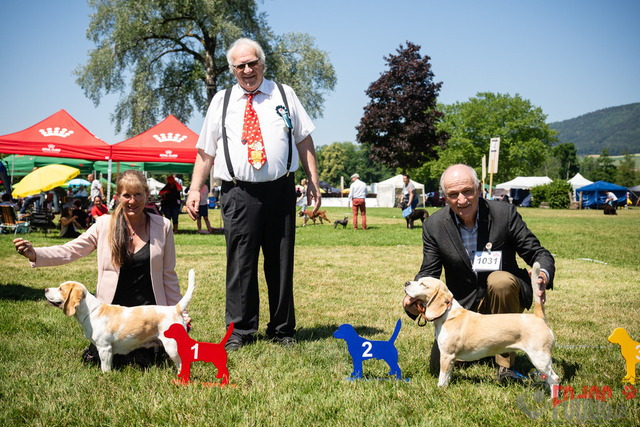 Dogshow CACIB Sonntag in Aarau | Dogshow CACIB Sonntag in Aarau. 25.06.2023 Foto: LeoWyden