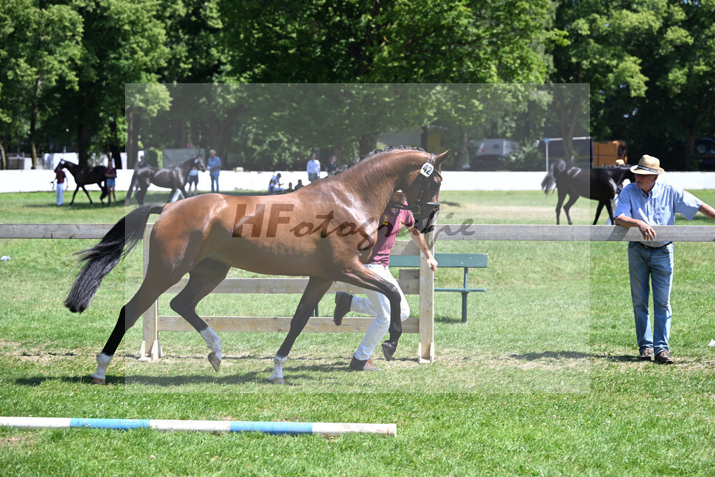 Kat-Nr. 42 Welfenbluete v. Franz Joseph Junior_Schindele_19250815 | hf-fotografie - Realisiert mit Pictrs.com