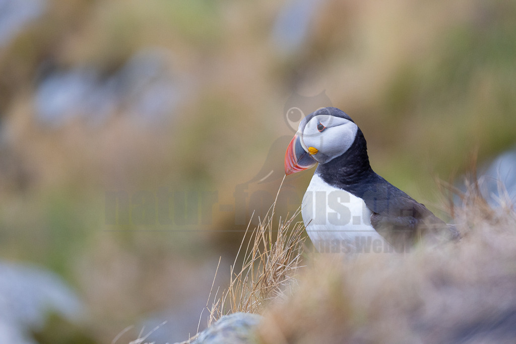 R5NF1248-20230719 | Der Papageitaucher – auch Papageientaucher oder Puffin genannt – ist eine Vogelart aus der Familie der Alkenvögel. Die Art brütet in Erdhöhlen an und auf Klippen oder an deren Fuß im Nordatlantik sowie im westlichen Nordpolarmeer. - Realisiert mit Pictrs.com