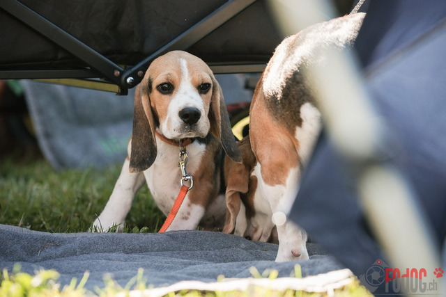 CACIB Aarau | CACIB Aarau, Swiss Dog Show  29062025 Foto: Leo Wyden