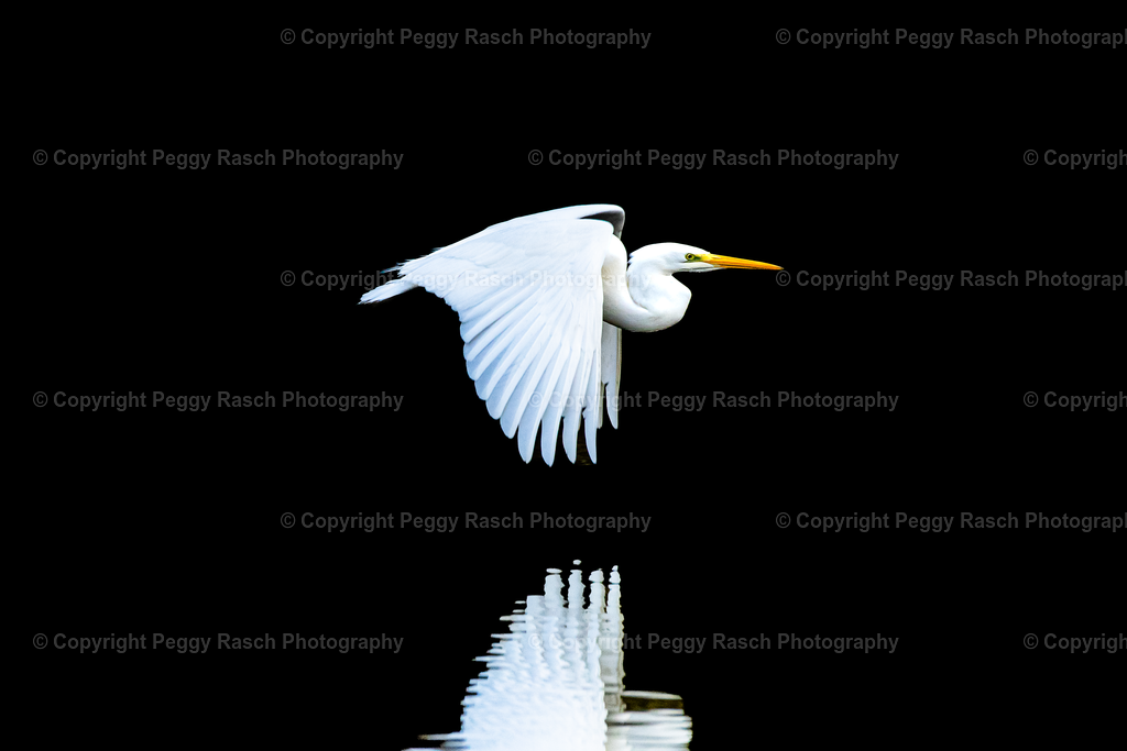 Specials | PeggyRaschPhotography - Realisiert mit Pictrs.com