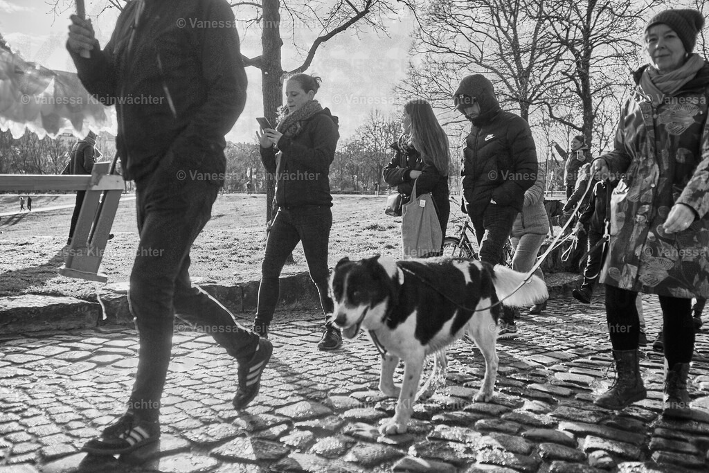 240323_Hundekuss36Bleibt_Hunderunde_17 | Vanessa Kleinwächter - Realisiert mit Pictrs.com