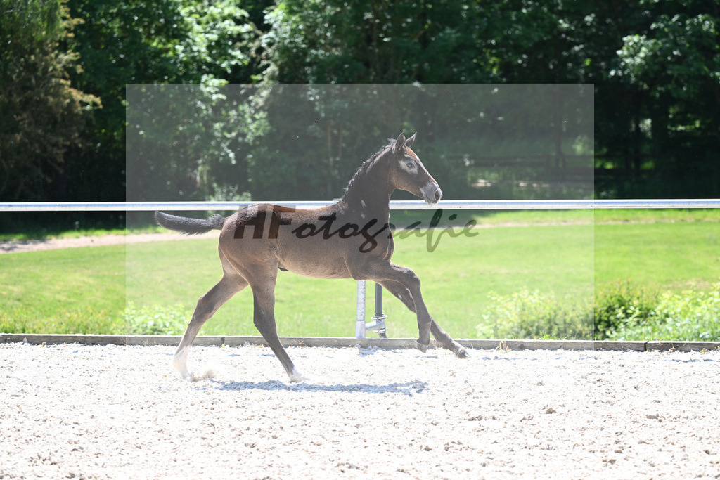 Kat-Nr. 16 SF Zinedine_Ruppert_16230505 | hf-fotografie - Realisiert mit Pictrs.com