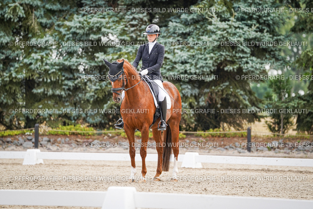 DSC01267 | Pferdegrafie