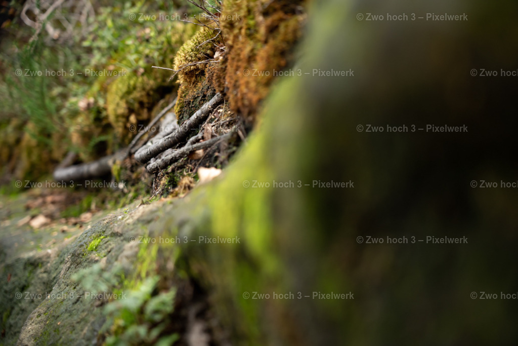 Obere_Affensteinpromenade_Nahe_Siegfried_Bergfried_Moos_Makro | 2022-09-02_Waldbrandgebiete_2 - Realisiert mit Pictrs.com