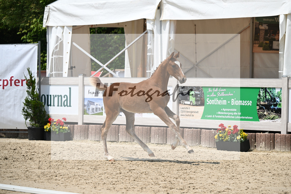 Zirocco Blue x Casall_HF_Simonet_12250834 | hf-fotografie - Realisiert mit Pictrs.com