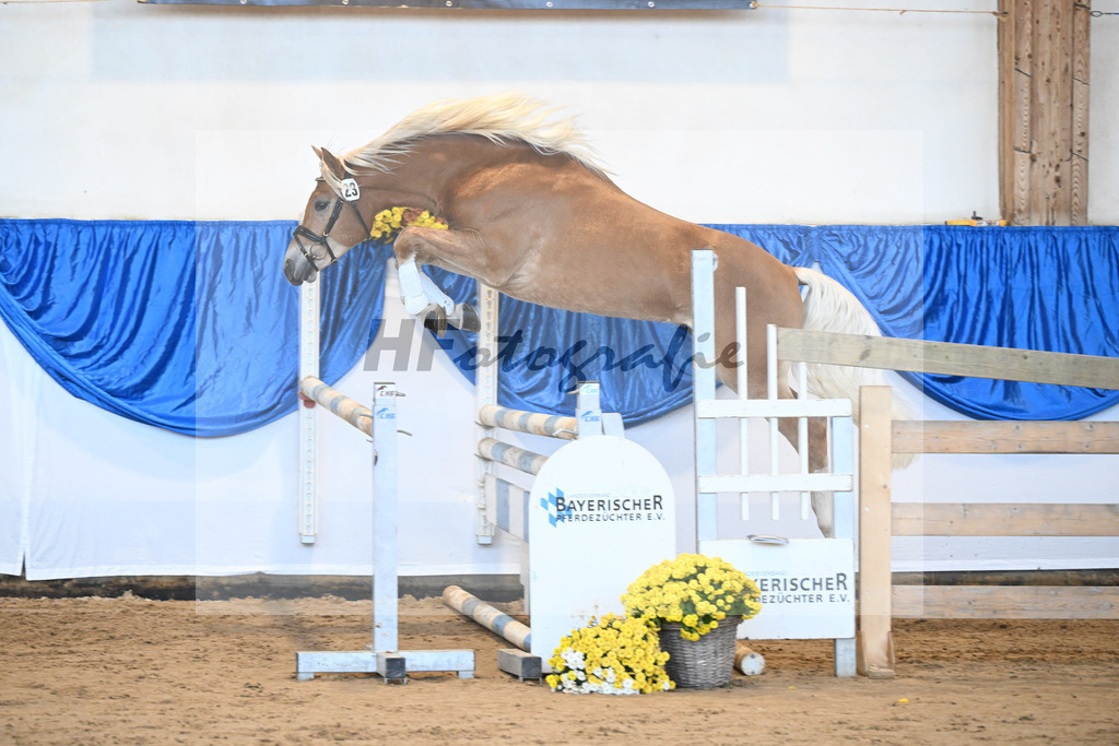 Kat-Nr. 23 Maverick v. Manu_Lechner_48250477 | hf-fotografie - Realisiert mit Pictrs.com