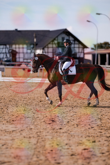 2026_10_03_Siefer-Hof_132607_Z81_79070048 | Professionelle Reitsport-, Turnier- und Eventfotografie von Robert Broda. Galerien mit ausgewählten und bearbeiteten Bildern direkt online ansehen und bestellen.