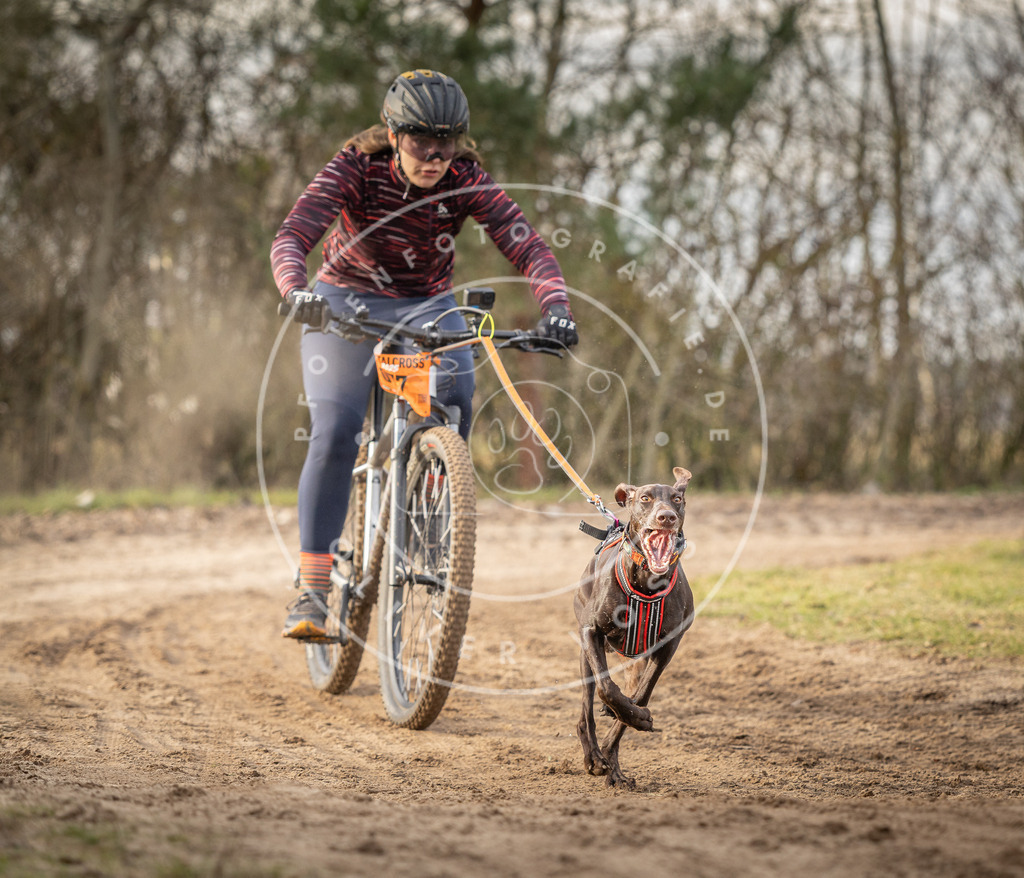 Pfotenfotografie_DV3A7999 | Hundefotografie, Tierfotograf, Pfotenfotografie, Fotoshooting Hund, Hunde Portrait, Hundesport, Hundeportraits, Heideshooting, Hunde, Sportfotograf, Hundefotograf, Turnierhundsport, THS,  - Realisiert mit Pictrs.com