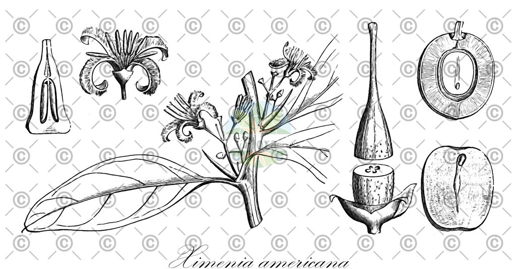 HistAbb_wfo-0000193015_1_ENZY_Simple | Historische Abbildung von Ximenia americana - Olacaceae | Historical Illustration of Ximenia americana - Olacaceae (hog plum;spanish plum;spiny plum)