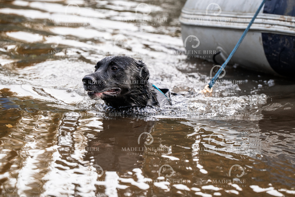 madeleinebirr-fotografie2025.campcanis.Startbis9Uhr-227 | hundefotografie-birr